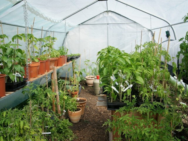 … und einem Haygrove-Gartentunnel, den wir in der kalten Jahreszeit beheizen und in dem wir auch Pflanzen wie Physalis und Okra anbauen und die Jungpflanzen heranziehen.