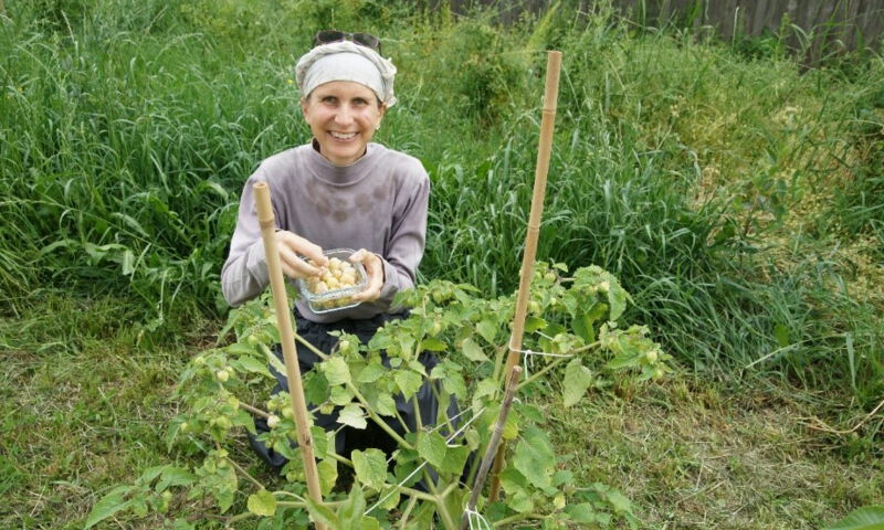 Alexandra Walterskirchen bei der Ananaskirschen-Ernte (einjährige Schwester der Physalis)